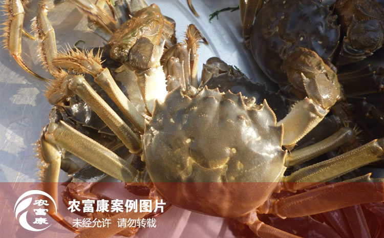 農富康養螃蟹用戶使用成果圖片