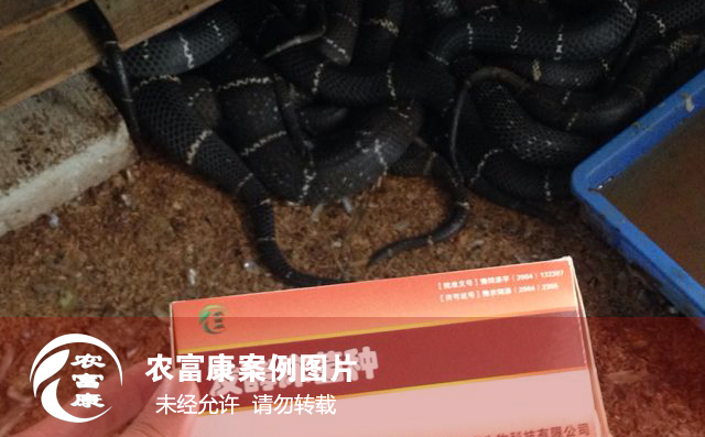 發酵床養蛇圖片