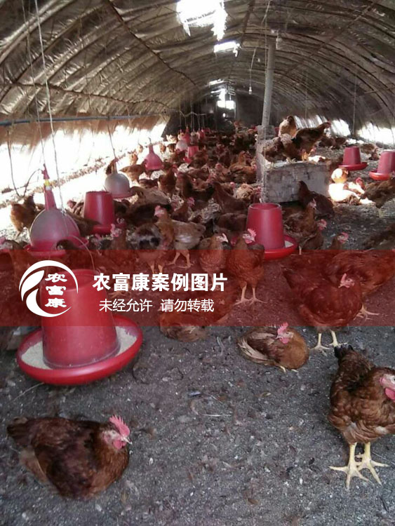 農富康寧夏石嘴山發酵床養土雞案例圖片