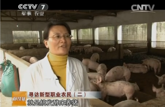 湖南湘鄉市沈偉軍讓豬睡在發酵床上科學養豬養好豬